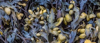 Unlocking the power of seaweed: The SMX difference