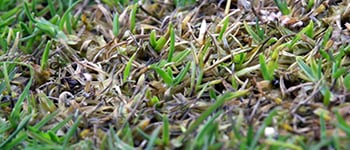 Common Turf Diseases