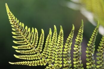 Identifying and managing Bracken
