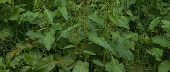 Identifying and managing Broad-leaved dock