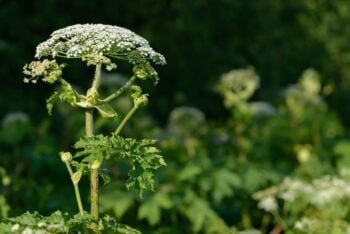 Identifying and managing Giant hogweed