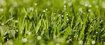 What are non-microbial plant biostimulants?