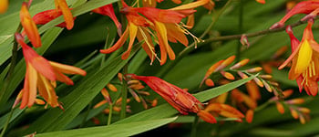How do we manage invasive plants?