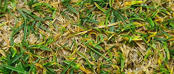 Research-based anthracnose management