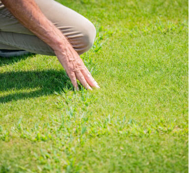 Brown Rings in Turf: Recognising Waitea Patch
