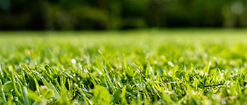 Understanding your lawn’s soil type