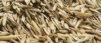 The ultimate guide to quality turfgrass varieties: Turfgrass Seed by BSPB.