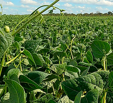 Controles de la fertilización en el cultivo de frijol común