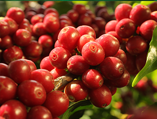 Manejo nutricional después de la floración del café