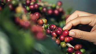 Guía de deficiencias nutricionales del café conilon