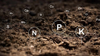 Micro-organismos para mais performance das plantas: Pseudomonas fluorescens