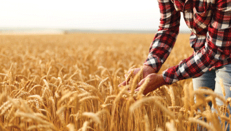 ICL PKpluS® 101: A 5-in-1 Fertilizer for Season-Long Crop Nutrition 