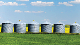 The Key to Profitability: Stand Count, Seed Safety, and Sulfur
