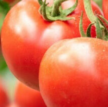 पॉलीसल्फेट से टमाटर की उत्पादनता में वृद्धि | Polysulphate se tamatar ki utpadanta mein vridhi