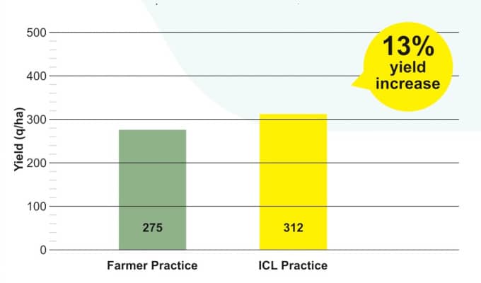 Tomato Yield increased by 13% during trials at Nashik, Maharashtra