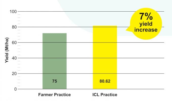 Increase of 7% observed in yield of Bananas during trials at Chopda, Maharashtra