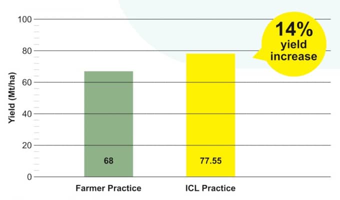 Increase of 14% observed in yield of Bananas during trials at Yaval, Maharashtra