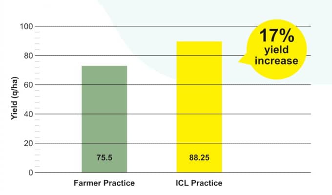 Increase of 17% observed in yield of Ginger during trials at Ausa, Maharashtra