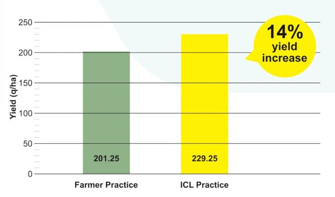 Increase of 14% observed in yield of Ginger during trials at Phulambri, Maharashtra