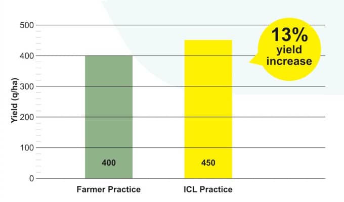 Increase of 13% observed in yield of Grapes during trials at Niphad, Maharashtra