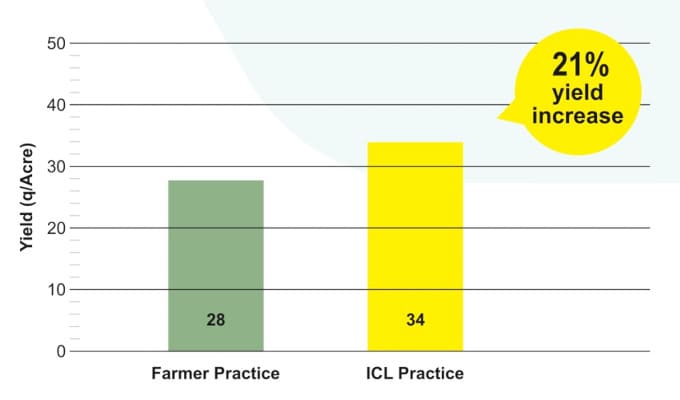 Grape Yield increased by 21% during trials at Tikota, Maharashtra
