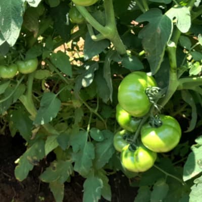 Trial: Nutrivant on Tomato, before application