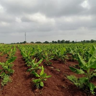 परीक्षण: केले, न्यूट्रीवॉन्ट डालने से पहले।