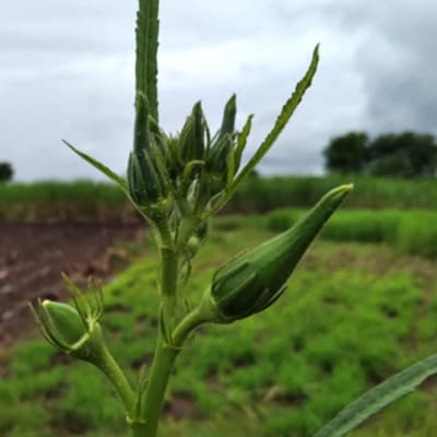 Trial: Nutrivant on Okra, after Nutrivant application