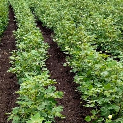 Trial: Nutrivant on Cotton, before application