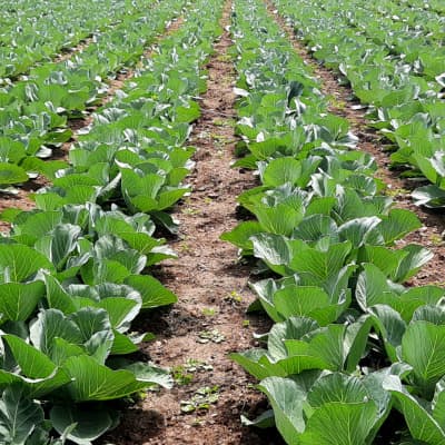 Trial: Nutrivant on Cabbage, after Nutrivant application