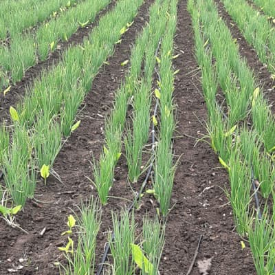 Trial: Nutrivant on Onion, before application