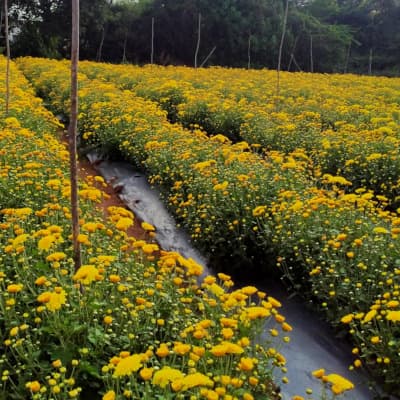 Trial: Nutrivant on Chrysanthemum, before Nutrivant application