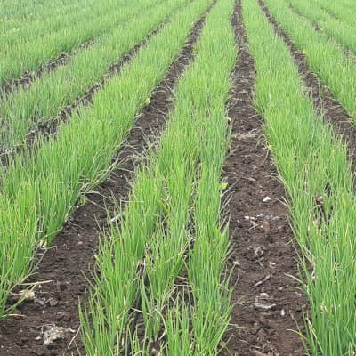 Trial: Nutrivant on Onion, after application