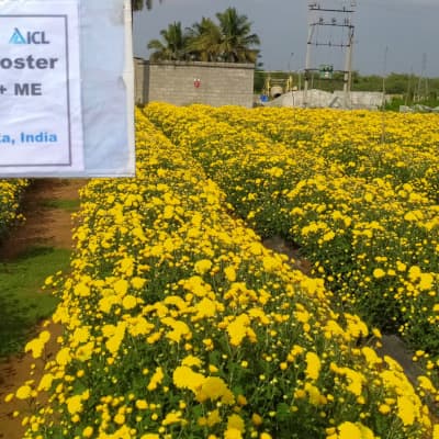 Trial: Nutrivant on Chrysanthemum, after Nutrivant application