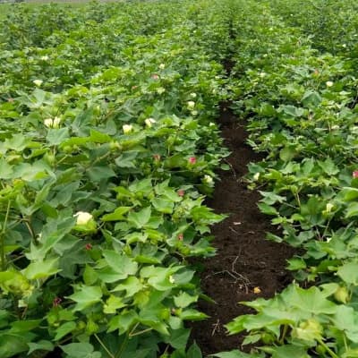 Trial: Nutrivant on Cotton, after application
