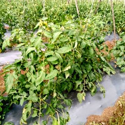 परीक्षण: टमाटर, न्यूट्रीवॉन्ट डालने के बाद।