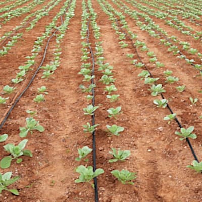 Trial: Nutrivant on Cabbage, before Nutrivant application