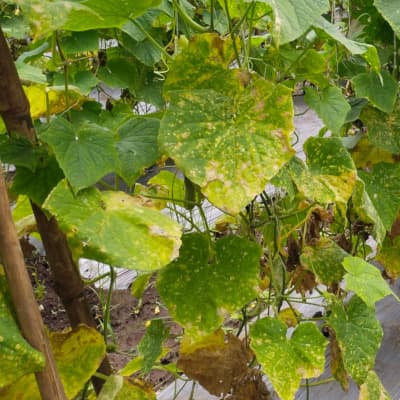 Trial: Nutrivant on Cucumber, before application