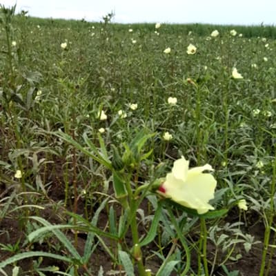Trial: Nutrivant on Okra, before Nutrivant application