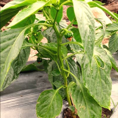 Trial: Nutrivant on Capsicum, before application