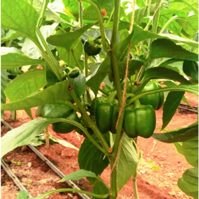 Trial: Nutrivant on Capsicum, after application