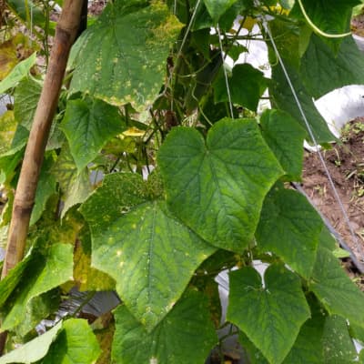 Trial: Nutrivant on Cucumber, after application
