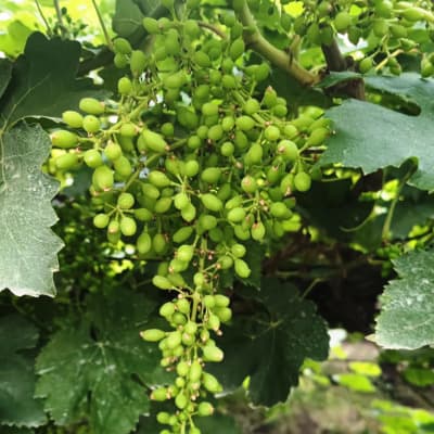 Trial: Nutrivant on Grapes, after application