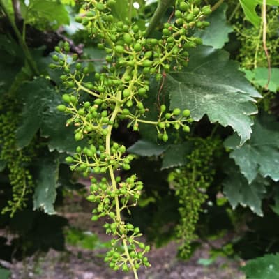 Trial: Nutrivant on Grapes, before application