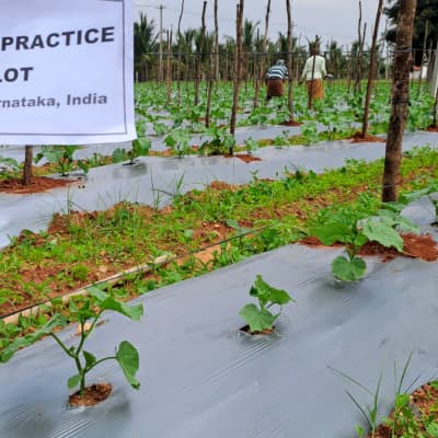 परीक्षण: खीरा, न्यूट्रीवॉन्ट डालने से पहले।