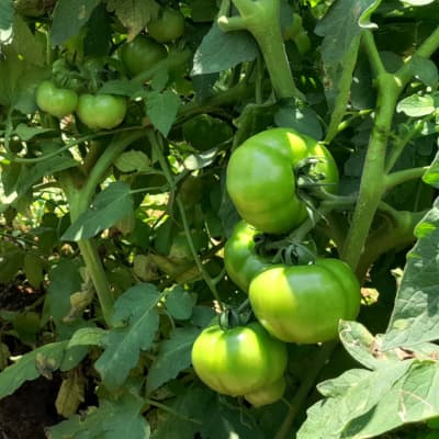 Trial: Nutrivant on Tomato, after application