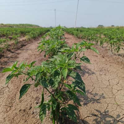 परीक्षण: मिर्च, न्यूट्रीवॉन्ट डालने से पहले।