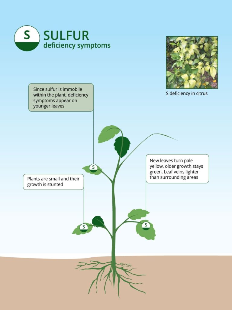 Symptoms of Sulfur deficiency in Crops | ICL India