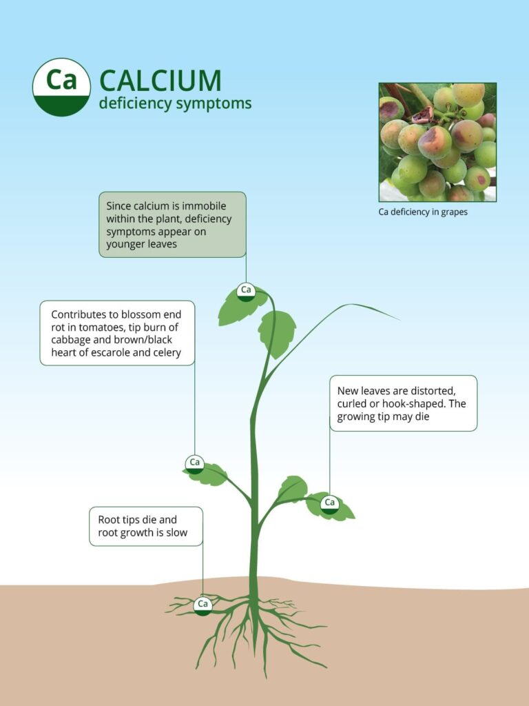 Symptoms of Calcium deficiency in Crops | ICL India