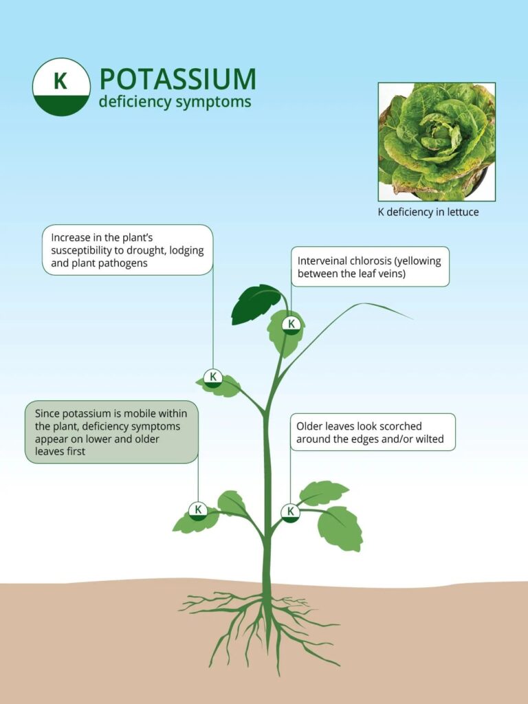 Symptoms of Potassium deficiency in Crops | ICL India